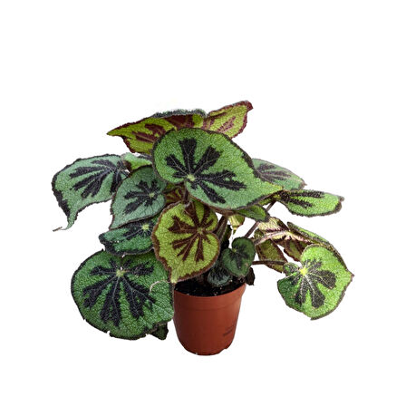 Begonia Masoniana (Begonia Çiçeği)
