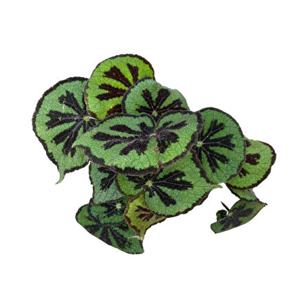 Begonia Masoniana (Begonia Çiçeği)