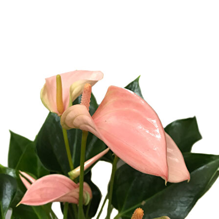 Anthurium Andraeanum 'Pinkish' (Flamingo Çiçeği)