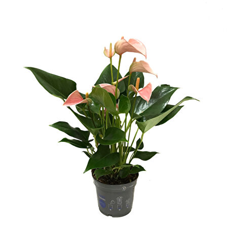 Anthurium Andraeanum 'Pinkish' (Flamingo Çiçeği)