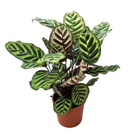 Calathea Makoyana (Dua Çiçeği)