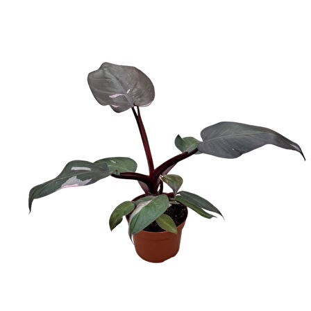 Philodendron 'Pink Princess'