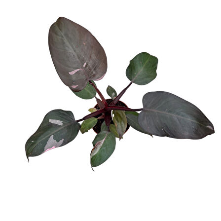 Philodendron 'Pink Princess'