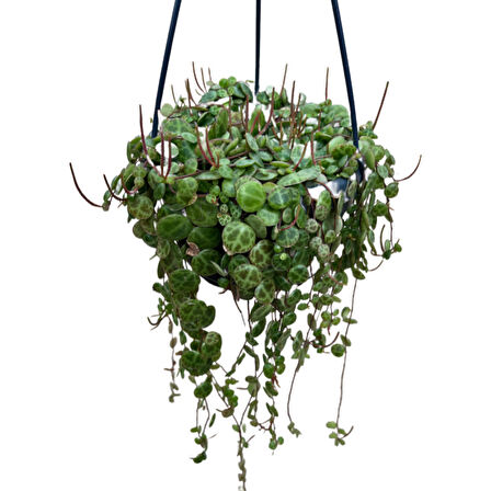 Peperomia Prostrata (Kaplumbağa Kabuğu Çiçeği)