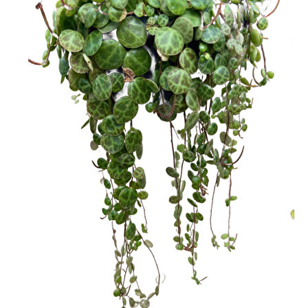 Peperomia Prostrata (Kaplumbağa Kabuğu Çiçeği)