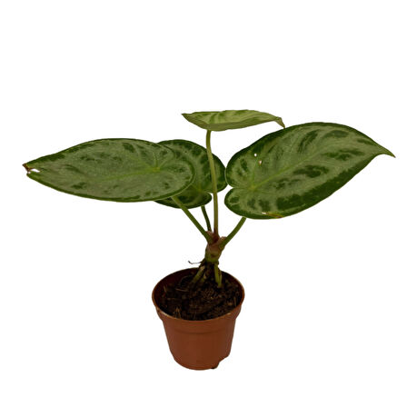 Anthurium 'Silver Blush'