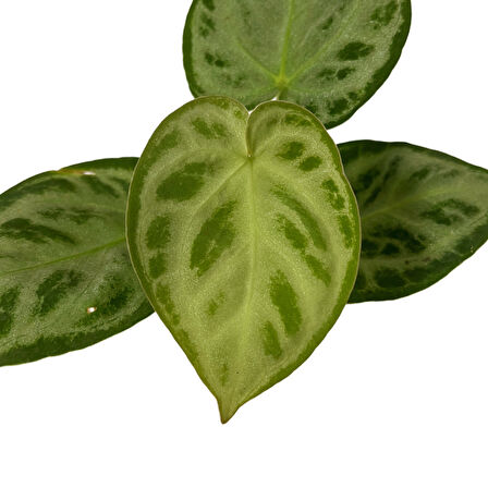 Anthurium 'Silver Blush'