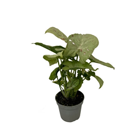 Syngonium Podophyllum 'Milk Confetti' (Melek Kanadı Çiçeği)