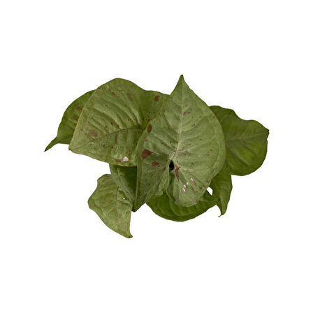 Syngonium Podophyllum 'Milk Confetti' (Melek Kanadı Çiçeği)