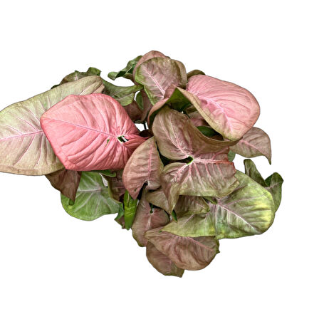 Syngonium Podophyllum 'Pink' (Melek Kanadı Çiçeği)