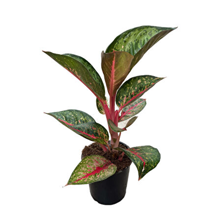 Aglaonema 'Dark Pink Star' (Çin Herdemyeşili)