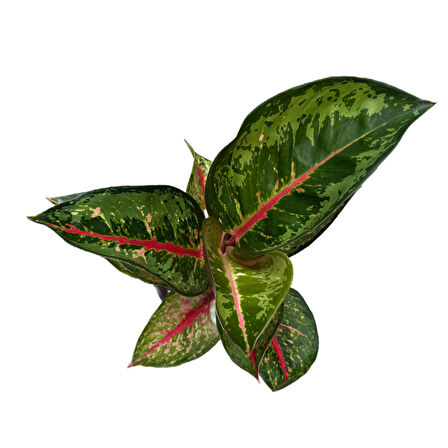 Aglaonema 'Dark Pink Star' (Çin Herdemyeşili)