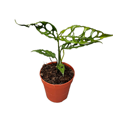 Monstera Obliqua (Deve Tabanı)
