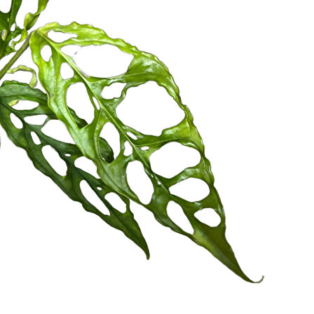 Monstera Obliqua (Deve Tabanı)