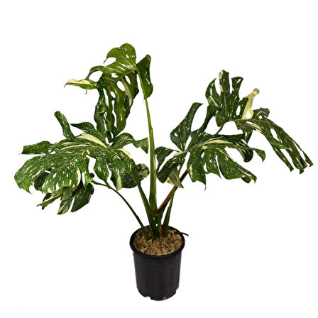 Monstera Deliciosa 'Thai Constellation' (Deve Tabanı)