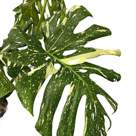 Monstera Deliciosa 'Thai Constellation' (Deve Tabanı)
