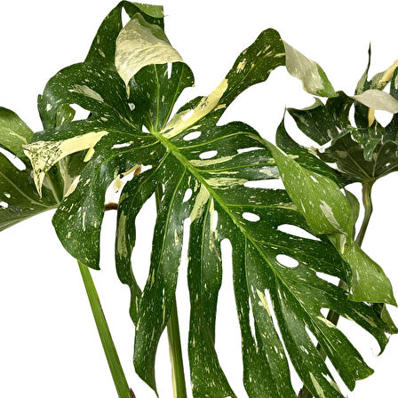 Monstera Deliciosa 'Thai Constellation' (Deve Tabanı)