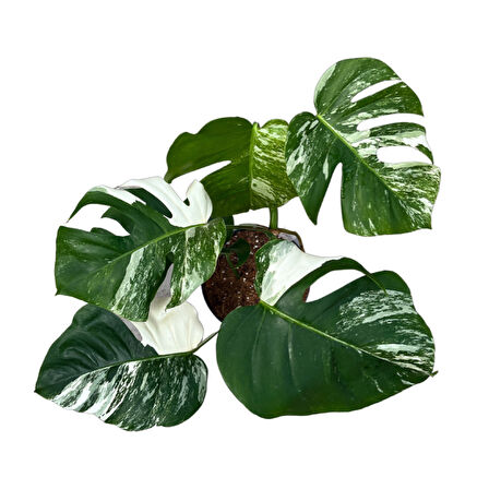 Monstera Deliciosa 'Albo Variegata' (Deve Tabanı)