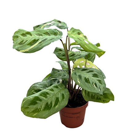 Maranta Leuconeura Kerchoveana 'Variegata' (Dua Çiçeği)