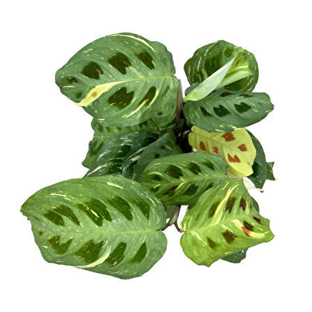 Maranta Leuconeura Kerchoveana 'Variegata' (Dua Çiçeği)