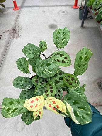 Maranta Leuconeura Kerchoveana 'Variegata' (Dua Çiçeği)