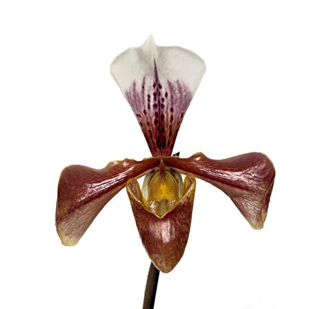 Paphiopedilum (3'lü Set)