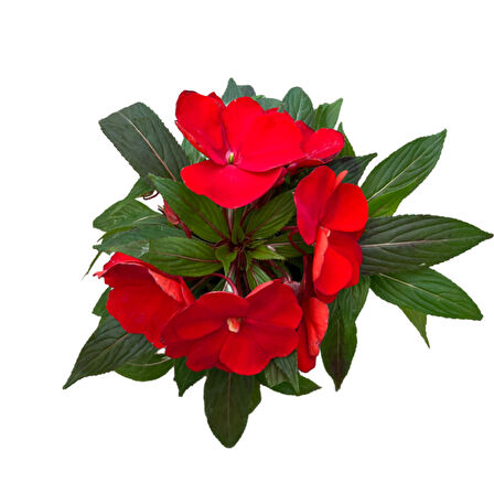 Impatiens Walleriana 'Kırmızı' (Cam Güzeli Çiçeği)