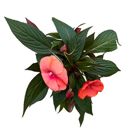Impatiens Walleriana 'Somon' (Cam Güzeli Çiçeği)