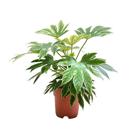 Fatsia Japonica 'Variegata' (Japon Çınarı)