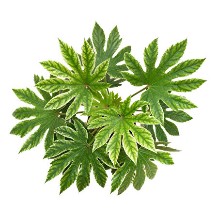 Fatsia Japonica 'Variegata' (Japon Çınarı)