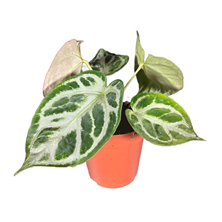 Anthurium 'Silver Blush'