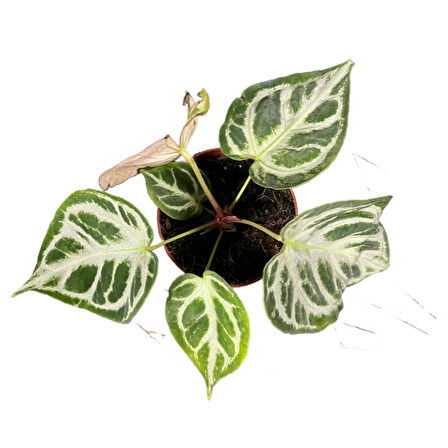 Anthurium 'Silver Blush'