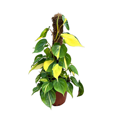 Philodendron Cordatum 'Brasil'