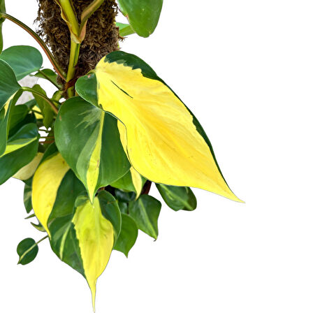 Philodendron Cordatum 'Brasil'