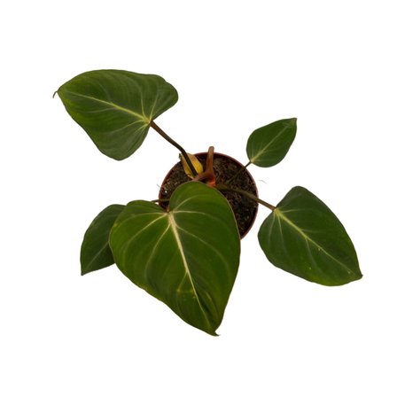Philodendron Gloriosum