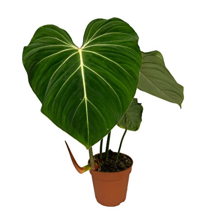 Philodendron Gloriosum 'Green Vein'