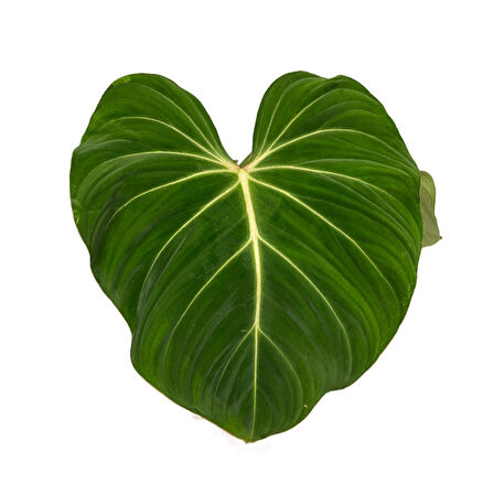 Philodendron Gloriosum 'Green Vein'