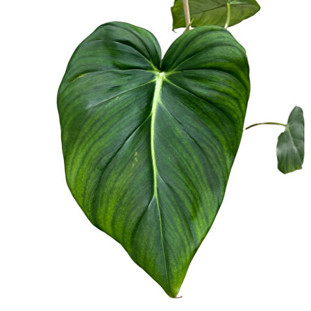 Philodendron 'McDowell'