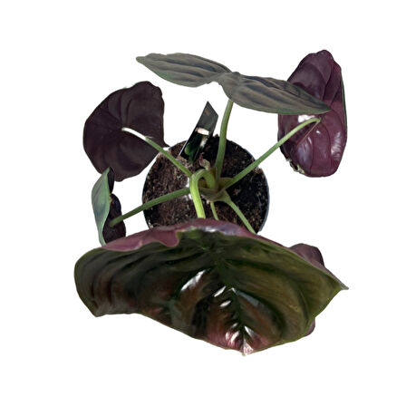 Alocasia Cuprea (Fil Kulağı)