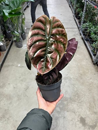 Alocasia Cuprea (Fil Kulağı)