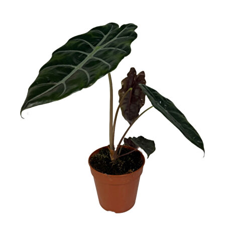 Alocasia Chantrieri (Fil Kulağı)
