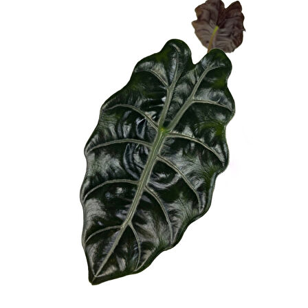 Alocasia Chantrieri (Fil Kulağı)