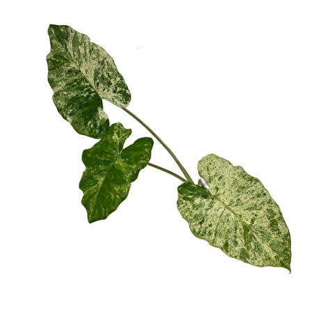 Alocasia Macrorrhiza 'Camouflage' (Fil Kulağı)