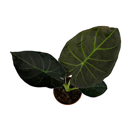 Alocasia 'Regal Shield' (Fil Kulağı)