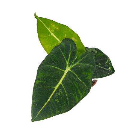 Alocasia Frydek (Fil Kulağı)