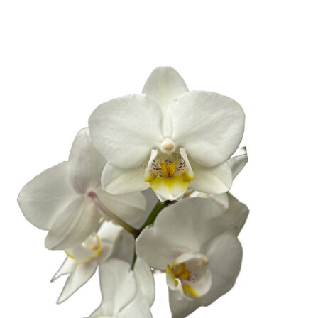 Phalaenopsis 'Amabilis' (Beyaz Orkide)