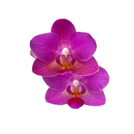 Phalaenopsis 'Babydoll' (Pembe Orkide)