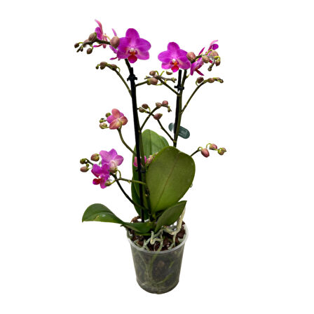 Phalaenopsis 'Babydoll' (Pembe Orkide)