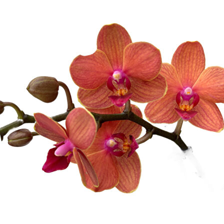 Phalaenopsis 'Bolzano' (Turuncu Orkide)