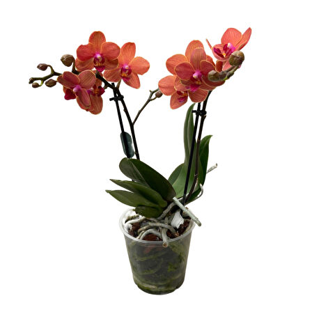 Phalaenopsis 'Bolzano' (Turuncu Orkide)